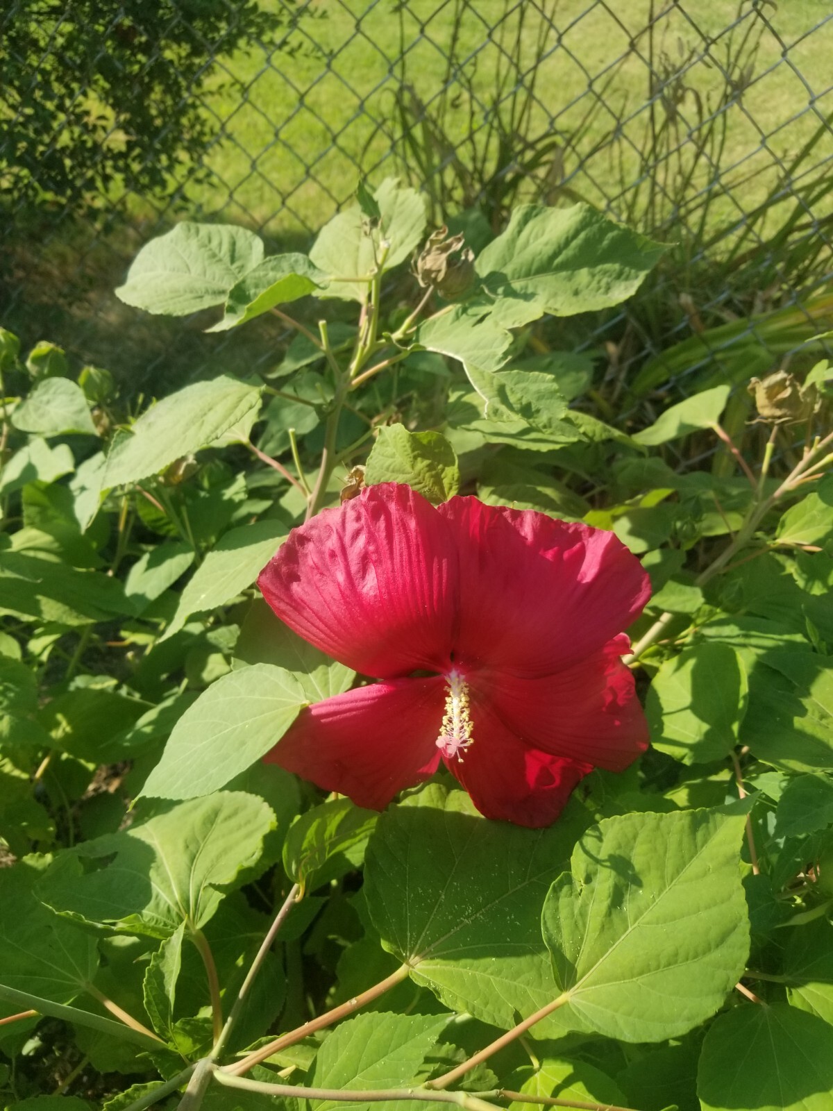 Luna Red Hardy Hibiscus PRE-STRATIFIED 25 Seeds Free Shipping.