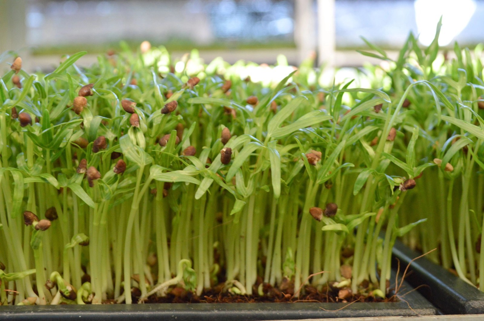 Water Spinach Seeds ,ong choy, kangkong, Rau Muống