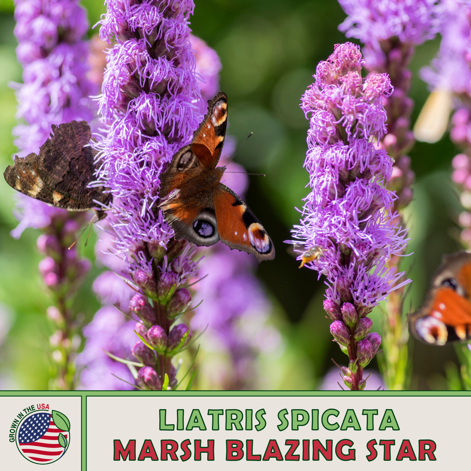 150 Marsh Blazing Star Seeds, Liatris spicata, Native Bee & Butterfly Attractor