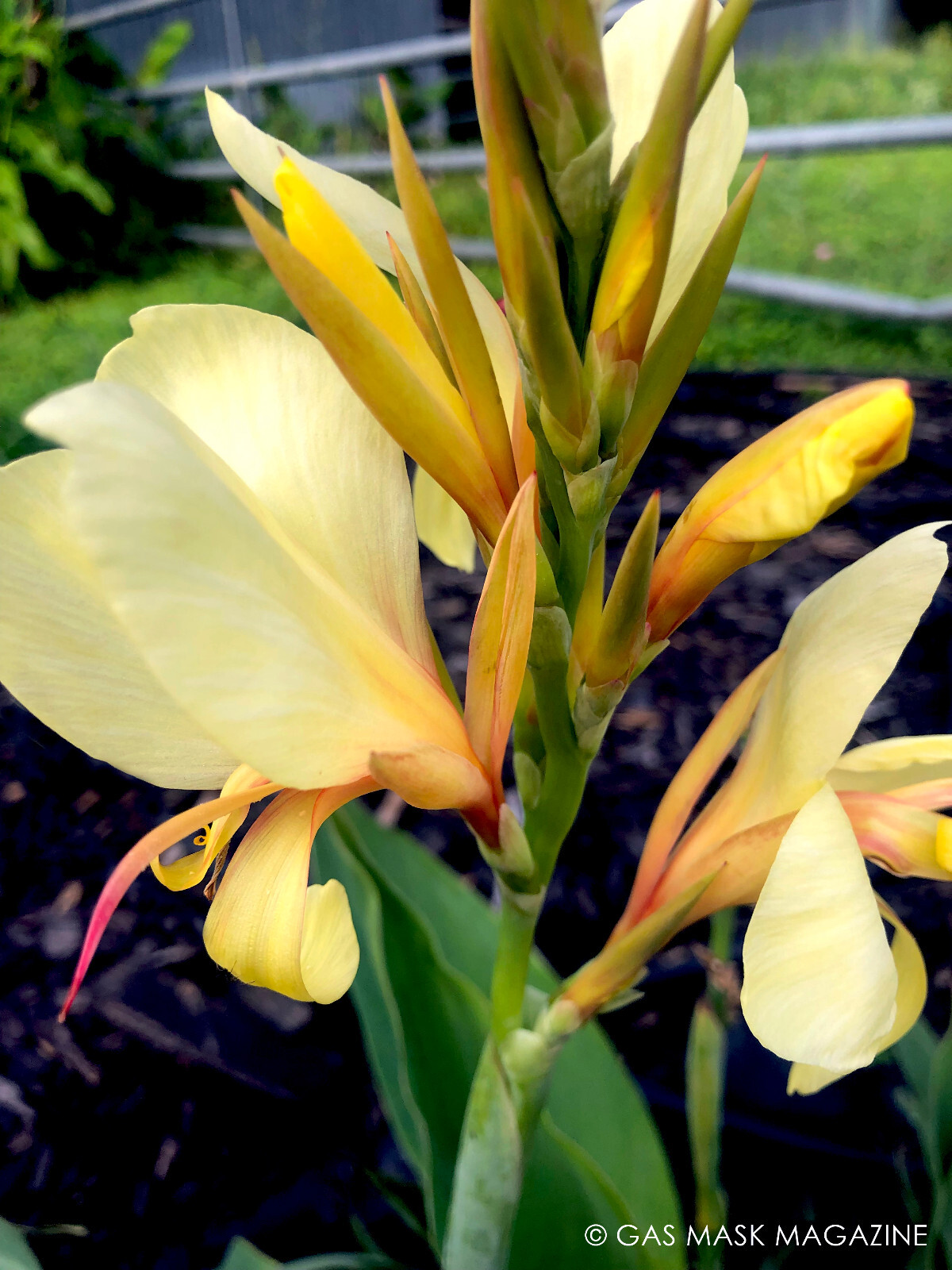 Canna Lily Rhizome, Davia (Creamy Yellow Blooms)