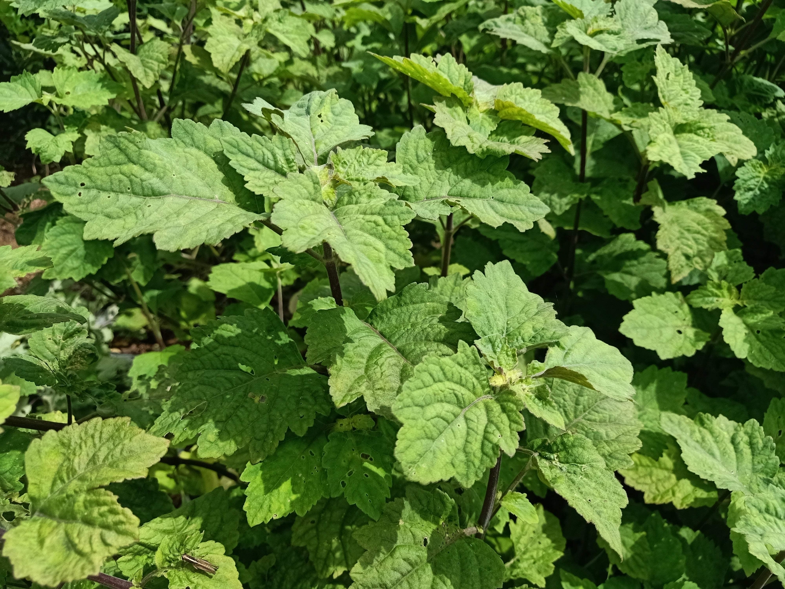5 TRUE PATCHOULI Shrub Fragrant Patchouly Pogostemon Cablin Herb Seeds *Comb S/H