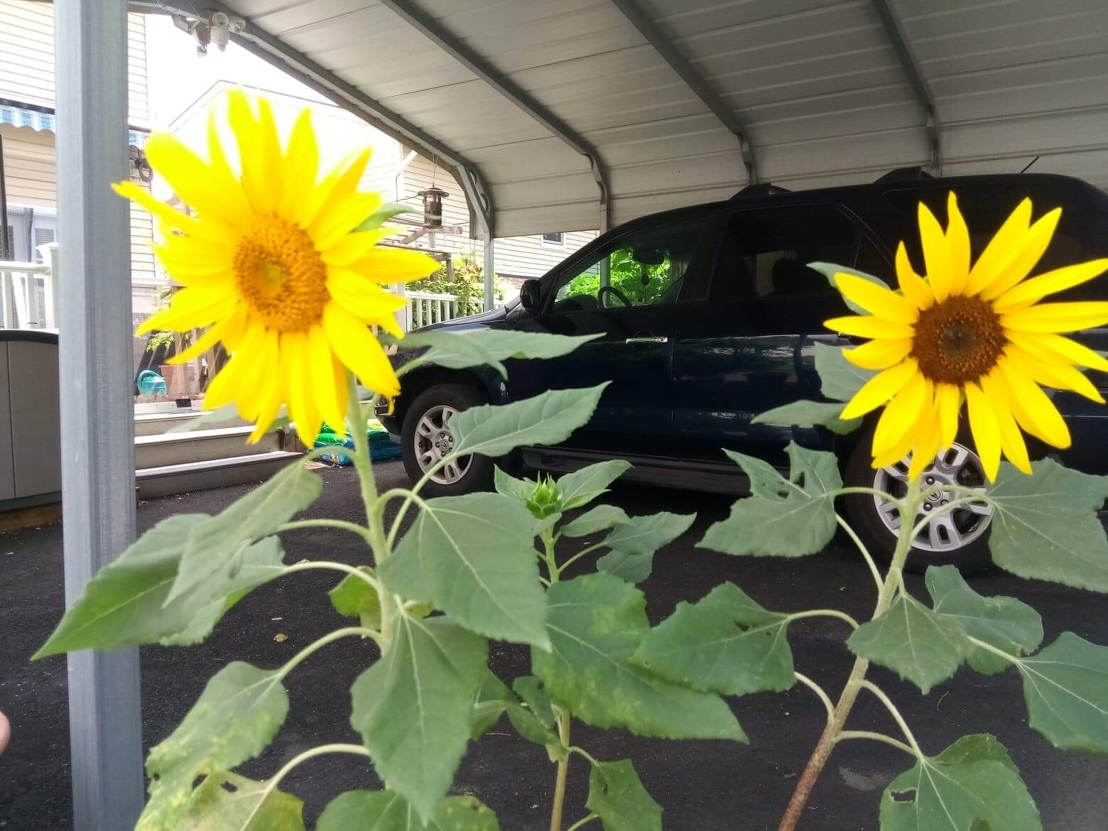 Dwarf Sunspot Sunflower, 50 seeds