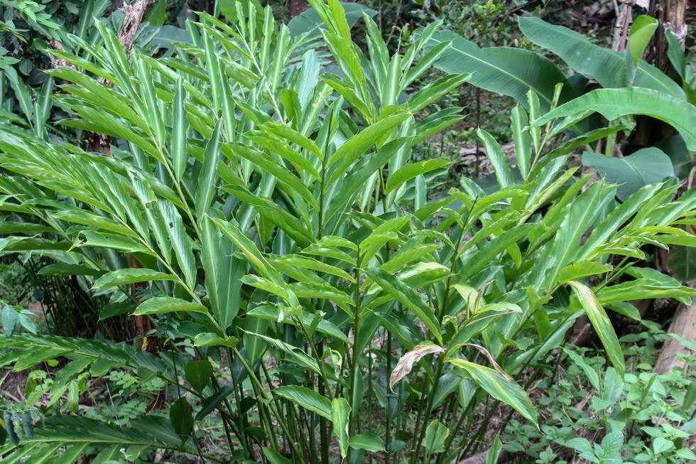 10 Cardamom (Elettaria cardamomum) Herb/Flowering Shrub Tree Seeds – Rare Spice