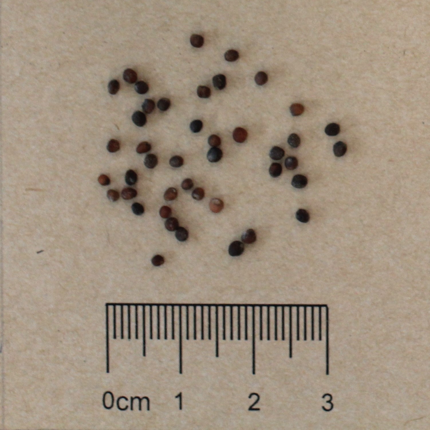 150 Purple Plum Radish Seeds Free Shipping & TRK