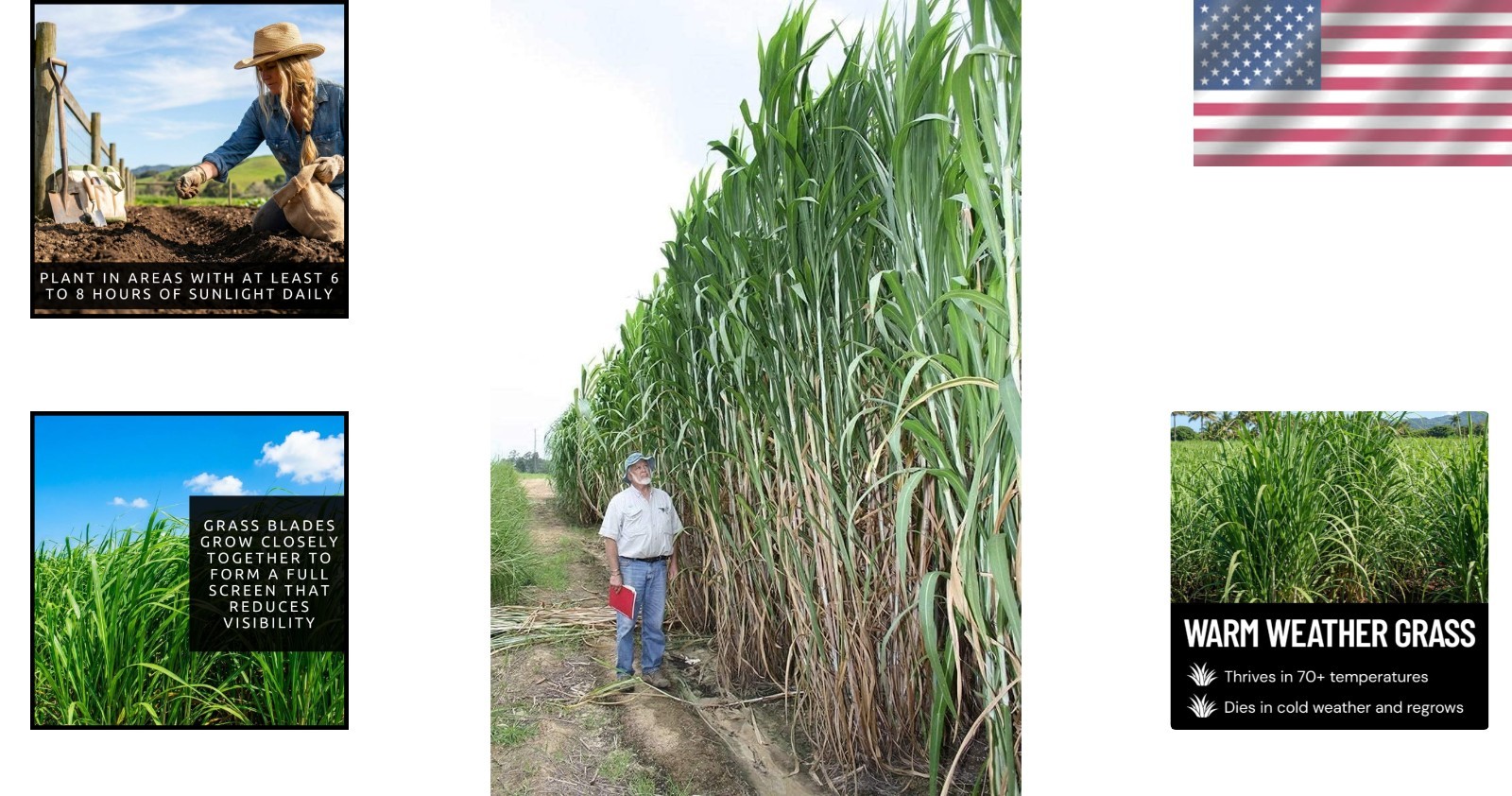 Exotic Elephant Grass Seeds – Create Natural Privacy Screens