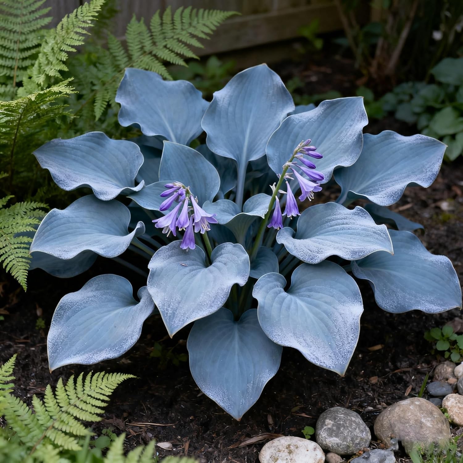 Hosta Seeds for Planting, 300+ Mixed Color Perennial Hosta Seed, Heirloom Non-GM