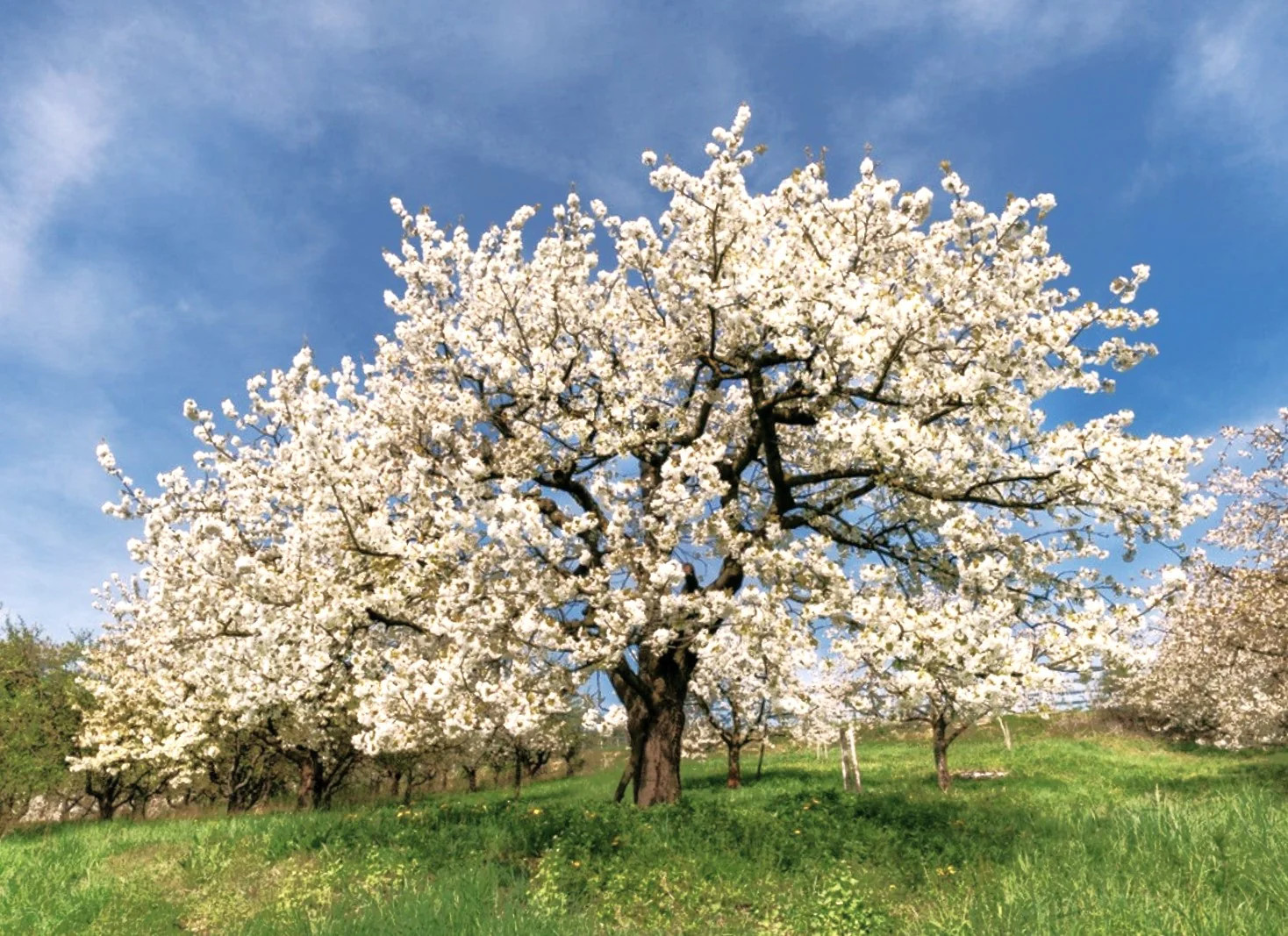 Mazzard Cherry Tree Seeds |Alkavo Sweet Red Cherries Fragrant 2024 Fast Shipping