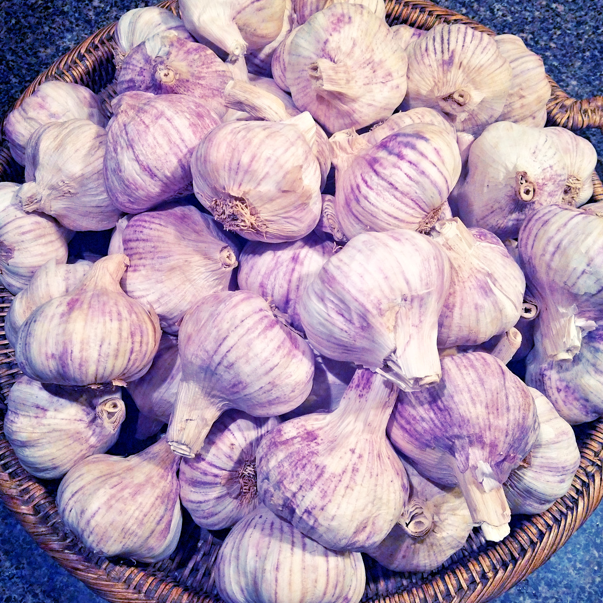 Organic GARLIC bulbs 10lbs • 5 VARIETIES Chesnok Music Italian German Russian