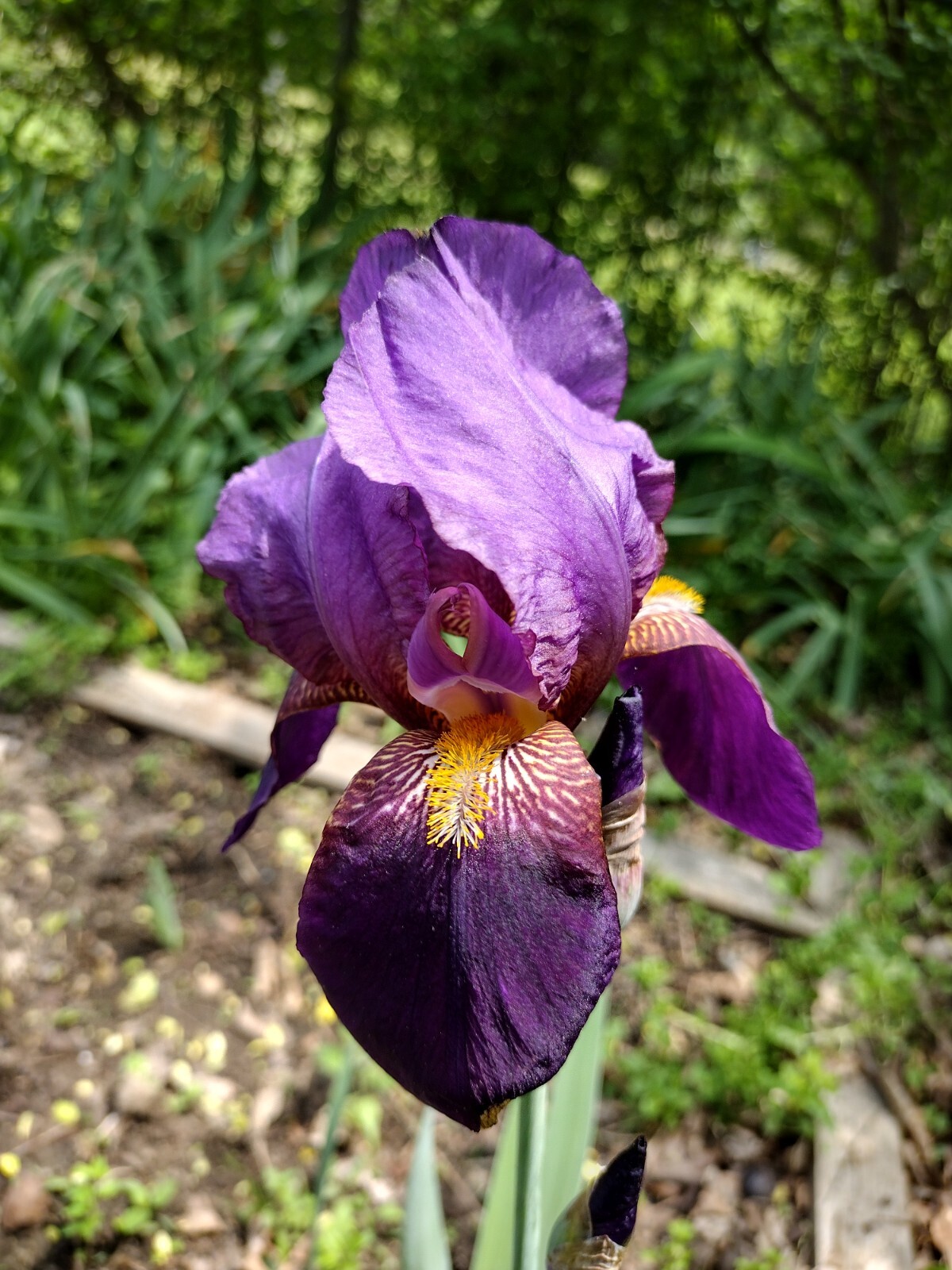 30x Fresh Bearded Iris Rhizomes Mixed Varieties