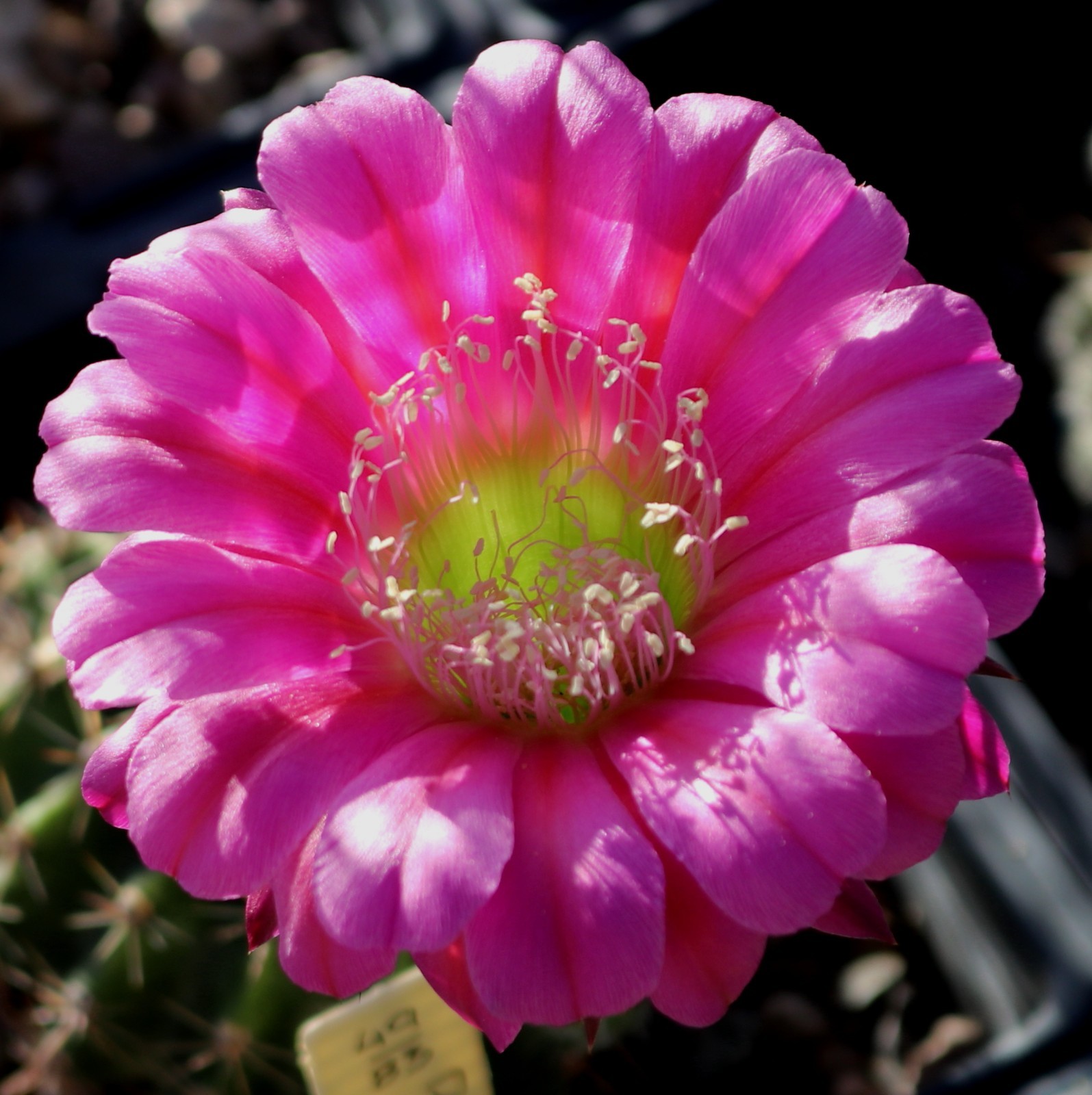 Echinopsis hybrid ‘Desdemona’