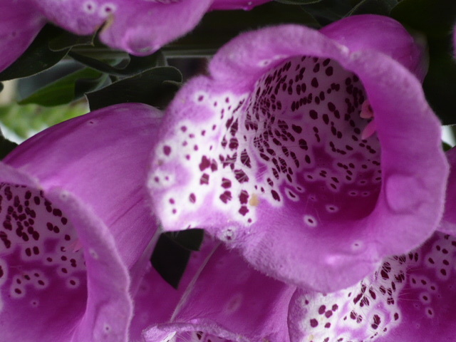 Pacific NW Giant Foxglove Mix 20,000 Seeds Digitalis Purpurea *Shelley