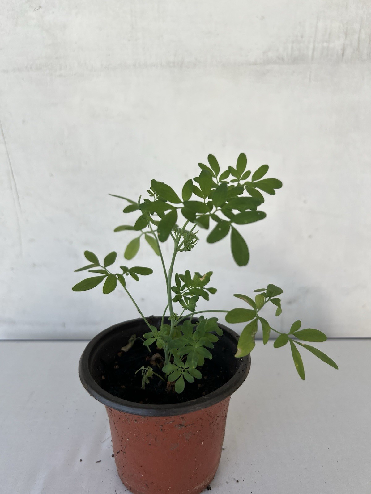 1 Common Rue Plant With Pot 6” Ruda Ruta Graveolens Live Plant Ready To Plant