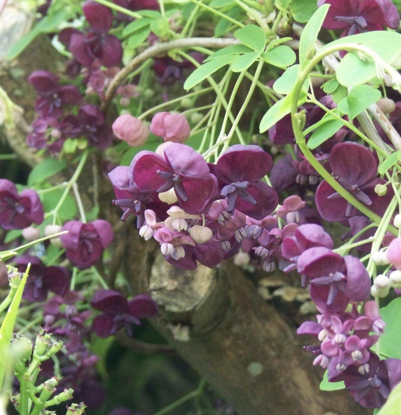 Chocolate Vine Akebia quinata SMALL Rooted Starter Plant-Chocolate Scented Bloom