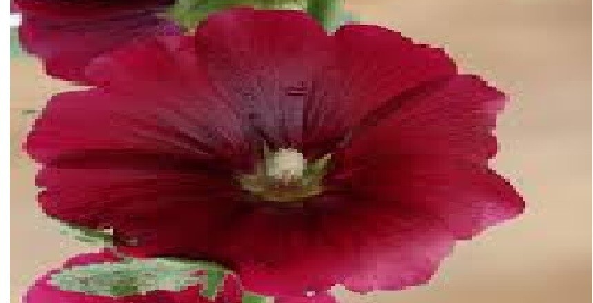 Hollyhock Biennial All Mixed Colors 50 Seeds USA Seller Home Grown USA