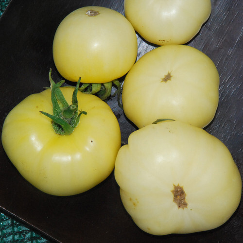 White Wonder Tomato Seeds – 30 Seeds