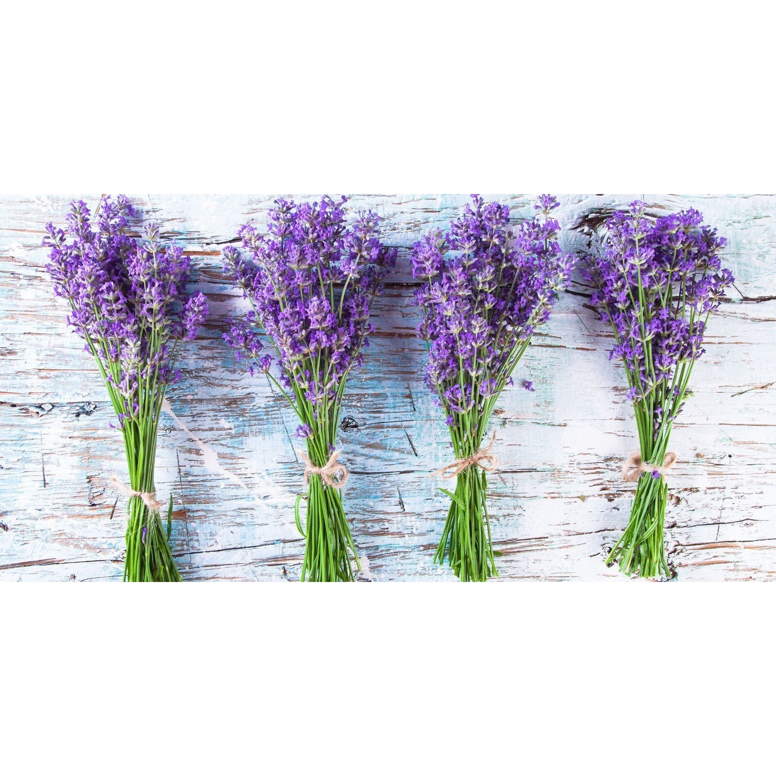 English Lavender Sweet Aromatic Flower True Lavender Heirloom Seeds – 100+