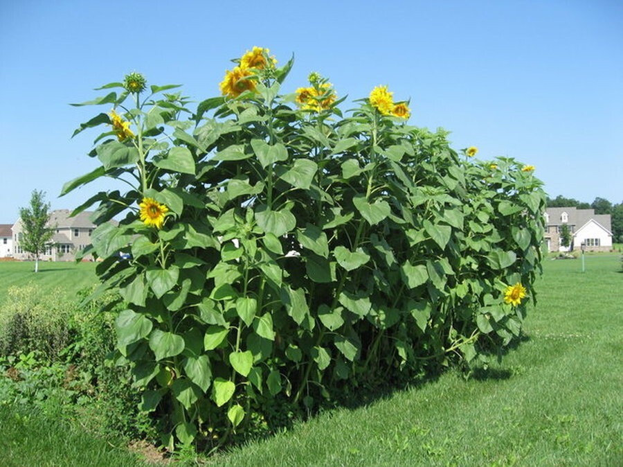 50 Mammoth Russian Sunflower seeds- With Bonus! | Organic Non-GMO Heirloom