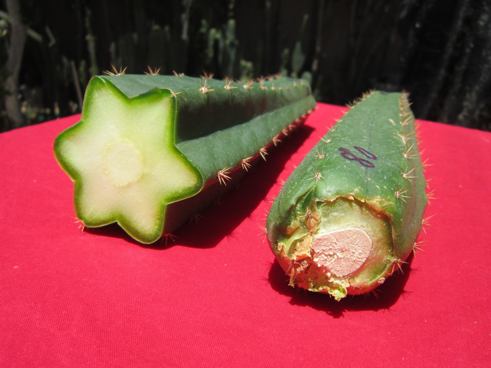 Echinopis ” T Scop / Bridgesii 8″ x 2 Ottokane