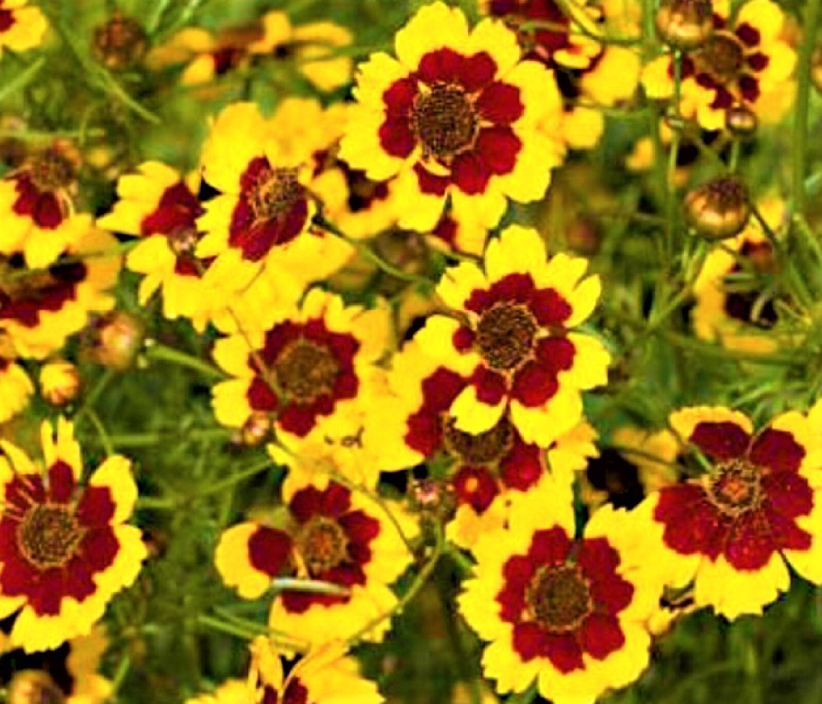 Coreopsis Seeds Plains Coreopsis Seeds 300+ Seeds NON-GMO BUY 4 GET FREE SHIP