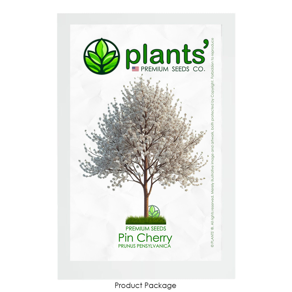 Pin Cherry Tree | Premium Seeds | Prunus pensylvanica ‘Spring’ | Plants’®
