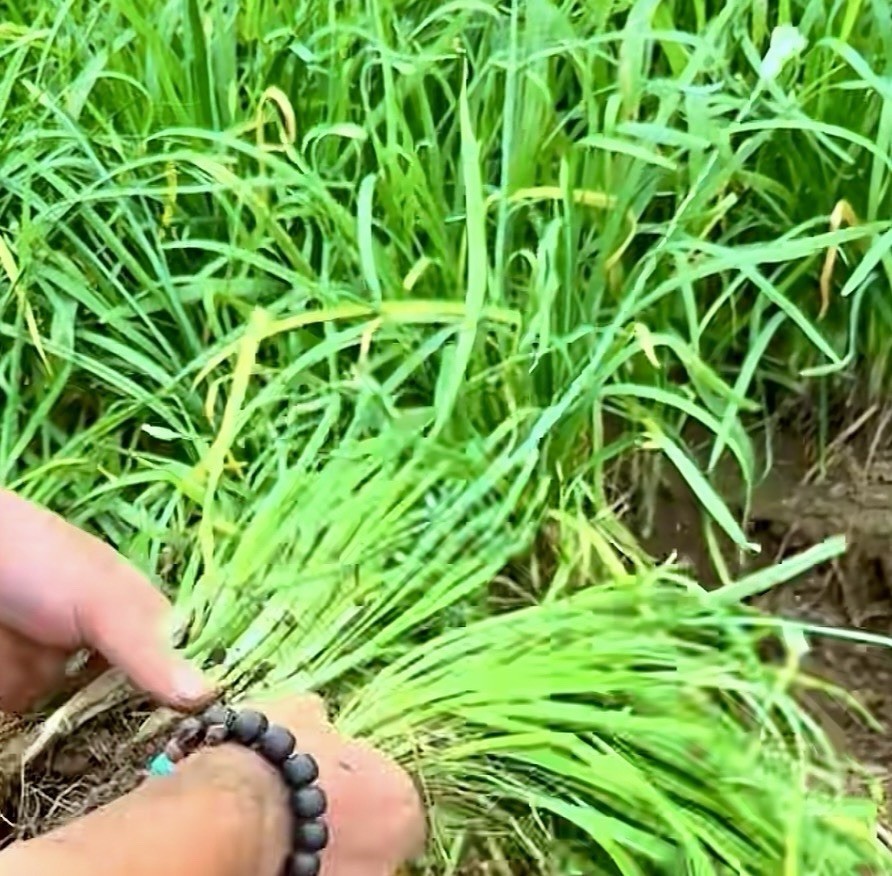 500 Garlic Chives Seeds the Strongest Fragrant Purple Roots 紫根韭菜种子(No Tracking)