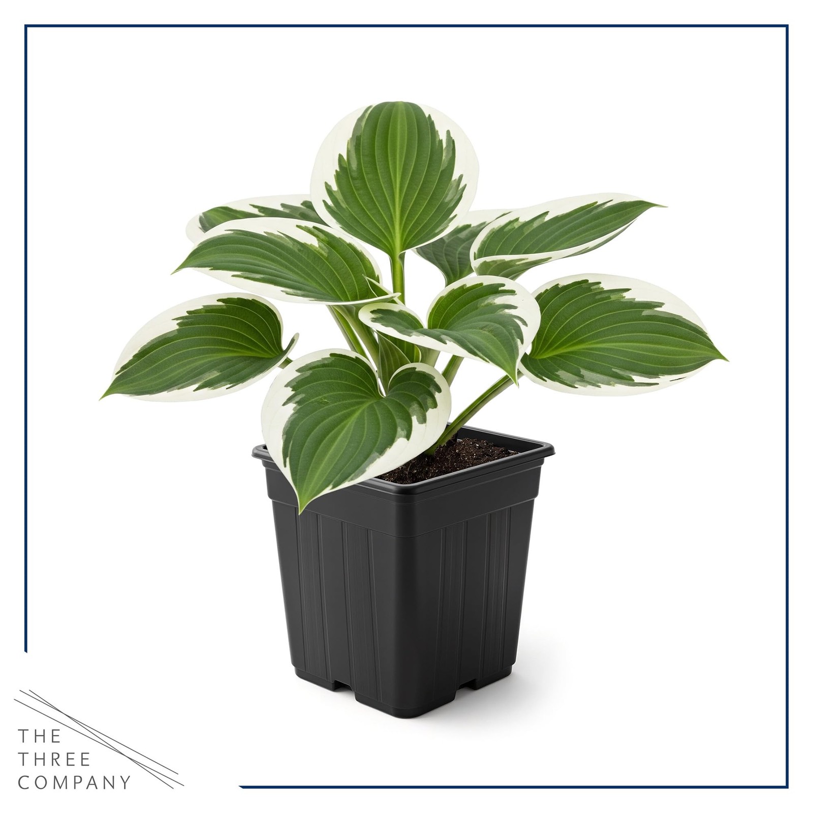 Perennial Hosta Patriot 3 Plants Per Pack Accent Plant 10″ Tall 4″ Wide 1 Qt Pot