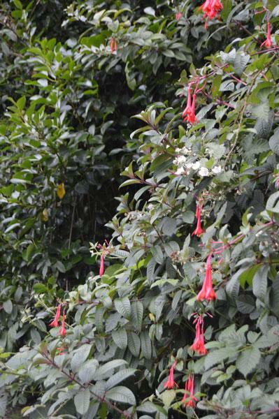 Fuchsia Fanfare | Fanfare Fuchsia | 50 Seeds