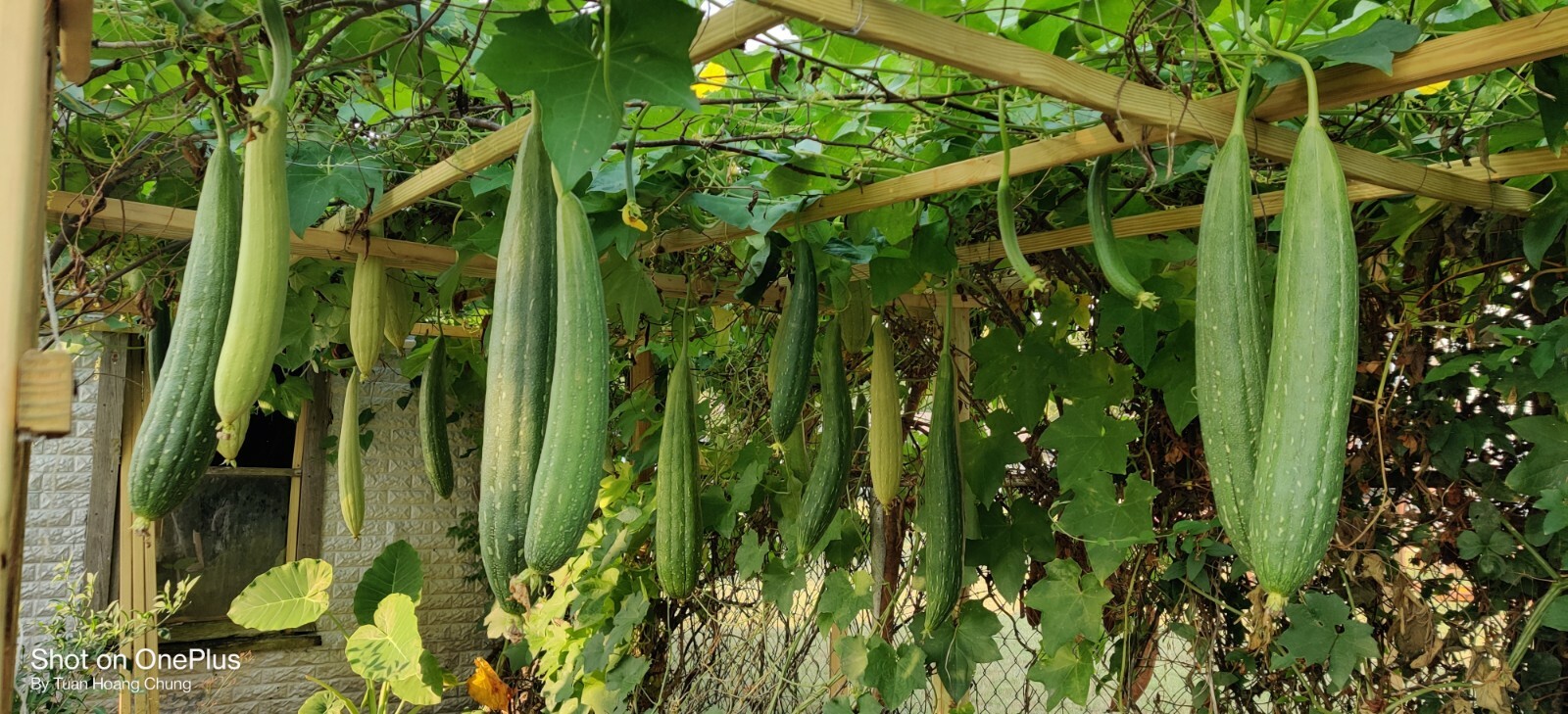 50 Luffa Gourd, Sponge Gourd Seeds / Mướp Hương for 2024 season. US seller