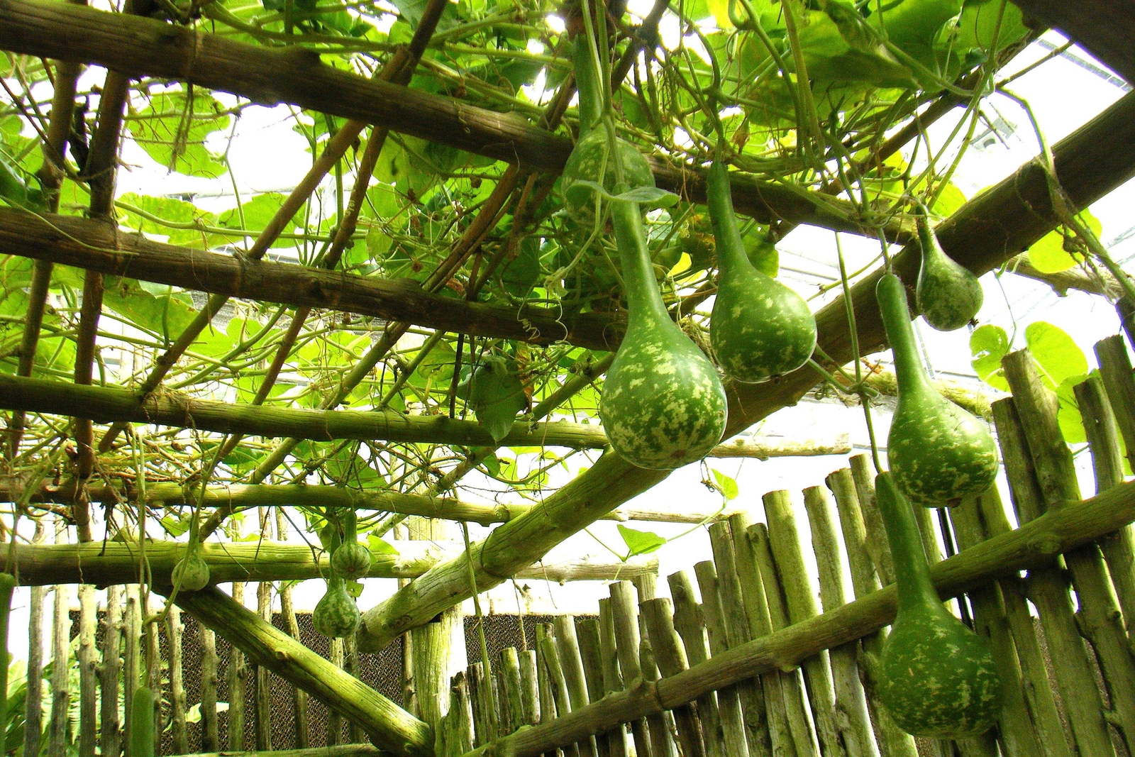 30 DIPPER GOURD Siphon Gourd Green Lagenaria Siceraria Vegetable Seeds *Comb S/H