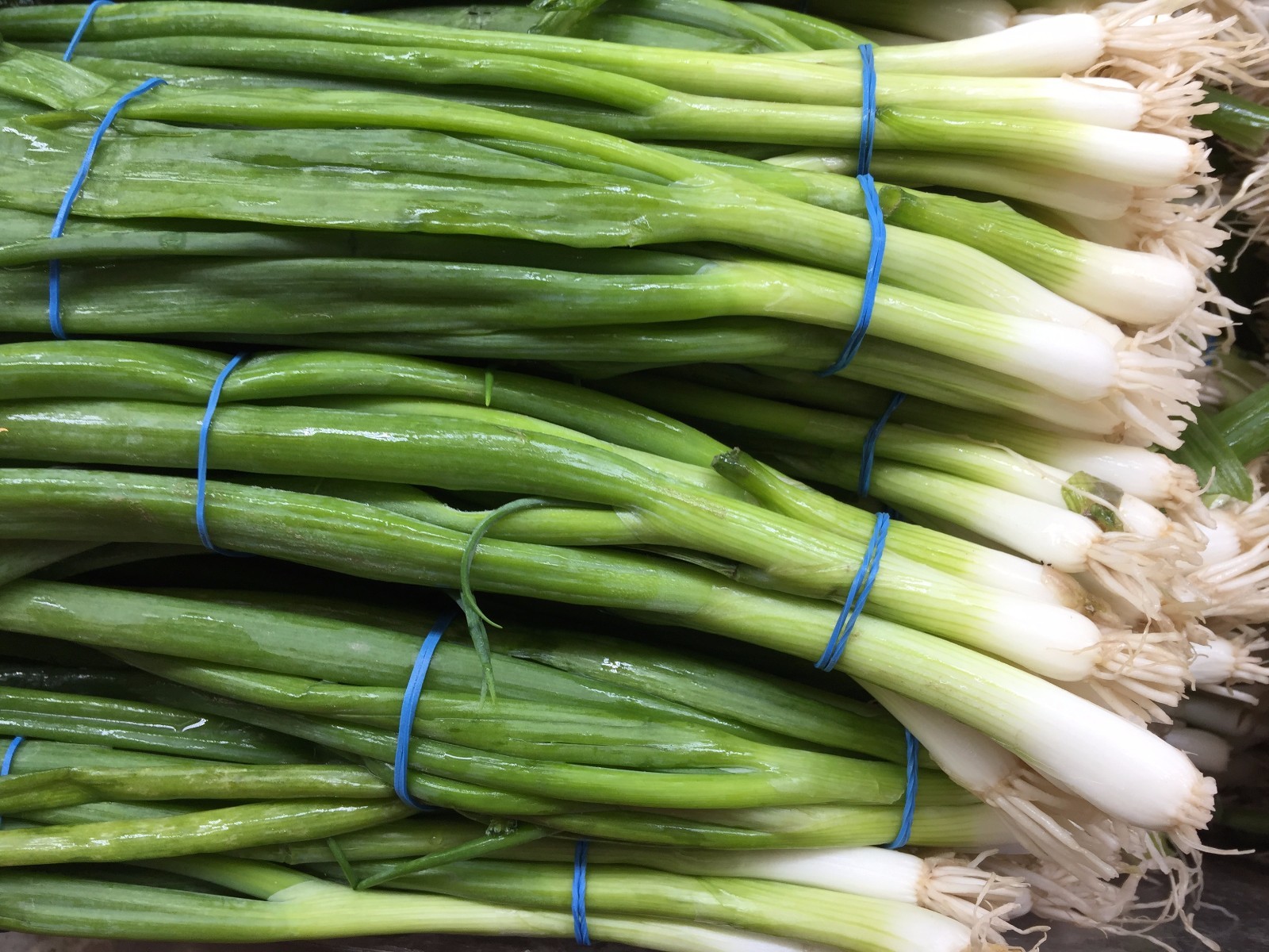 300Pcs Home Grow Organic White Lisbon Onion Bunching Onion, Green Onion Seeds