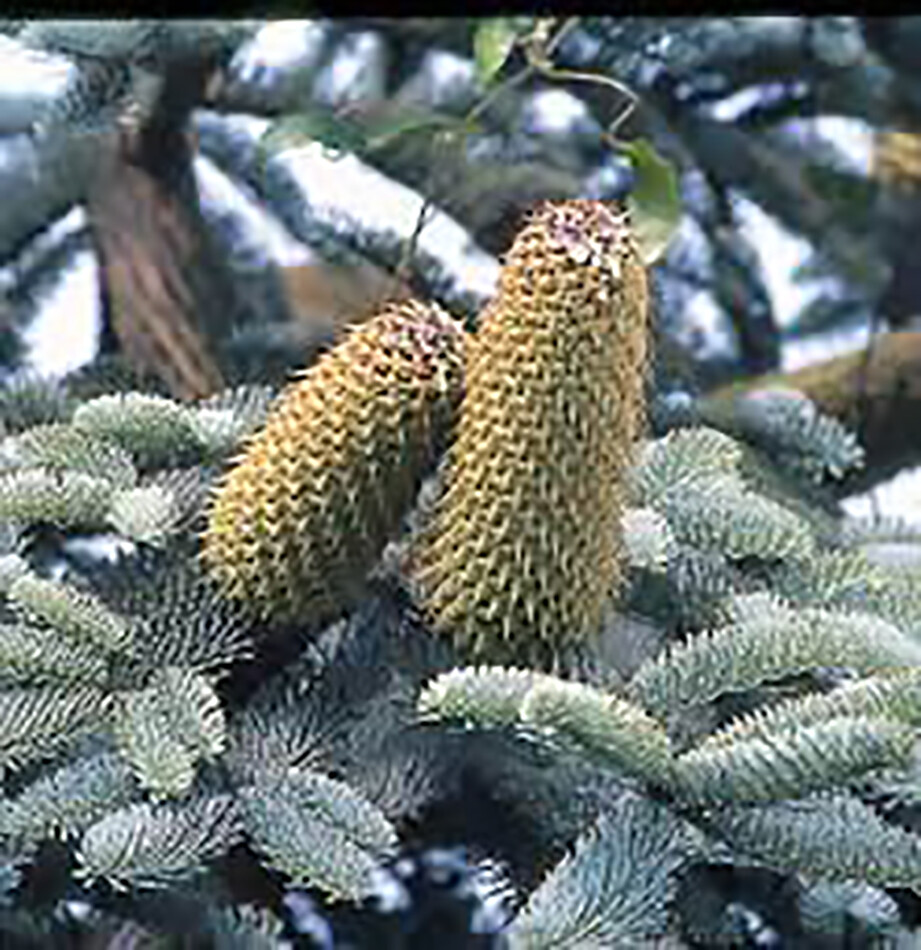 Blue Noble Fir, Abies procera glauca, (Abies nobilis), Tree Seeds (Evergreen)