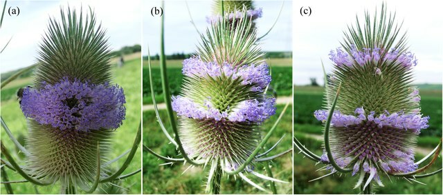 PURPLE TEASEL 100 SEEDS, DIPSACUS FULLONUM, USA SELLER