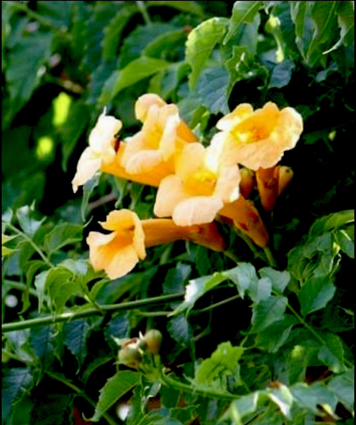 10 YELLOW HUMMINGBIRD TRUMPET VINE Flower Campsis Radicans Flava Climber Seeds