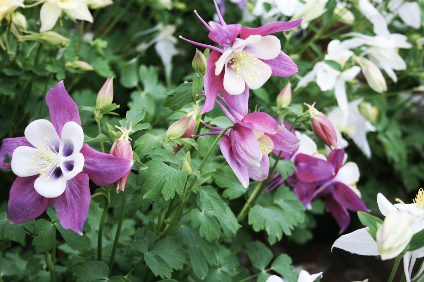 50 to 1000 Columbine Flower Seeds – Tyrian Purple Plum Color