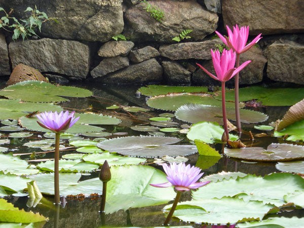 Nymphaea rubra | Red Cup | Red Flare | 10 Seeds