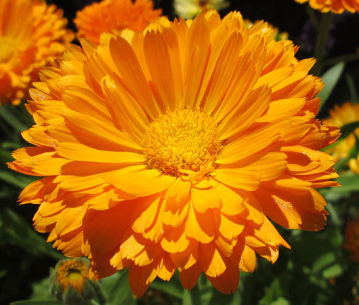 CALENDULA POT MARIGOLD Calendula Officinalis – 5,500 Bulk Seeds