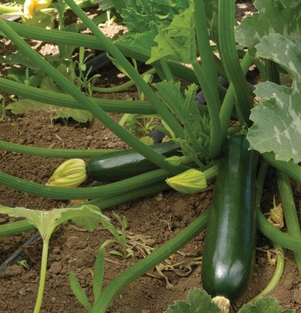 Organic Black Beauty Zucchini Summer Squash, Fresh Seeds for 2026, Ohio 🇺🇸