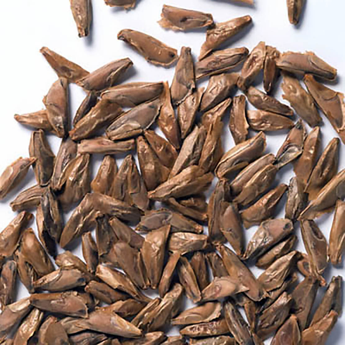 Blue Noble Fir, Abies procera glauca, (Abies nobilis), Tree Seeds (Evergreen)