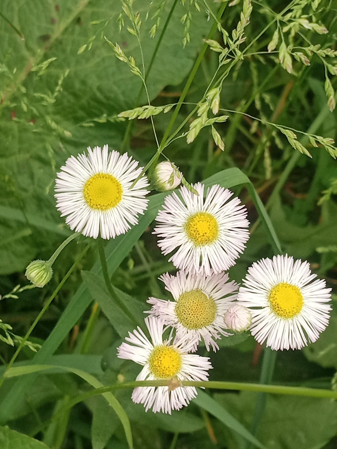 Philadelphia Fleabane Seeds Erigeron Philadelphicus Native Daisy Wildflower 500+