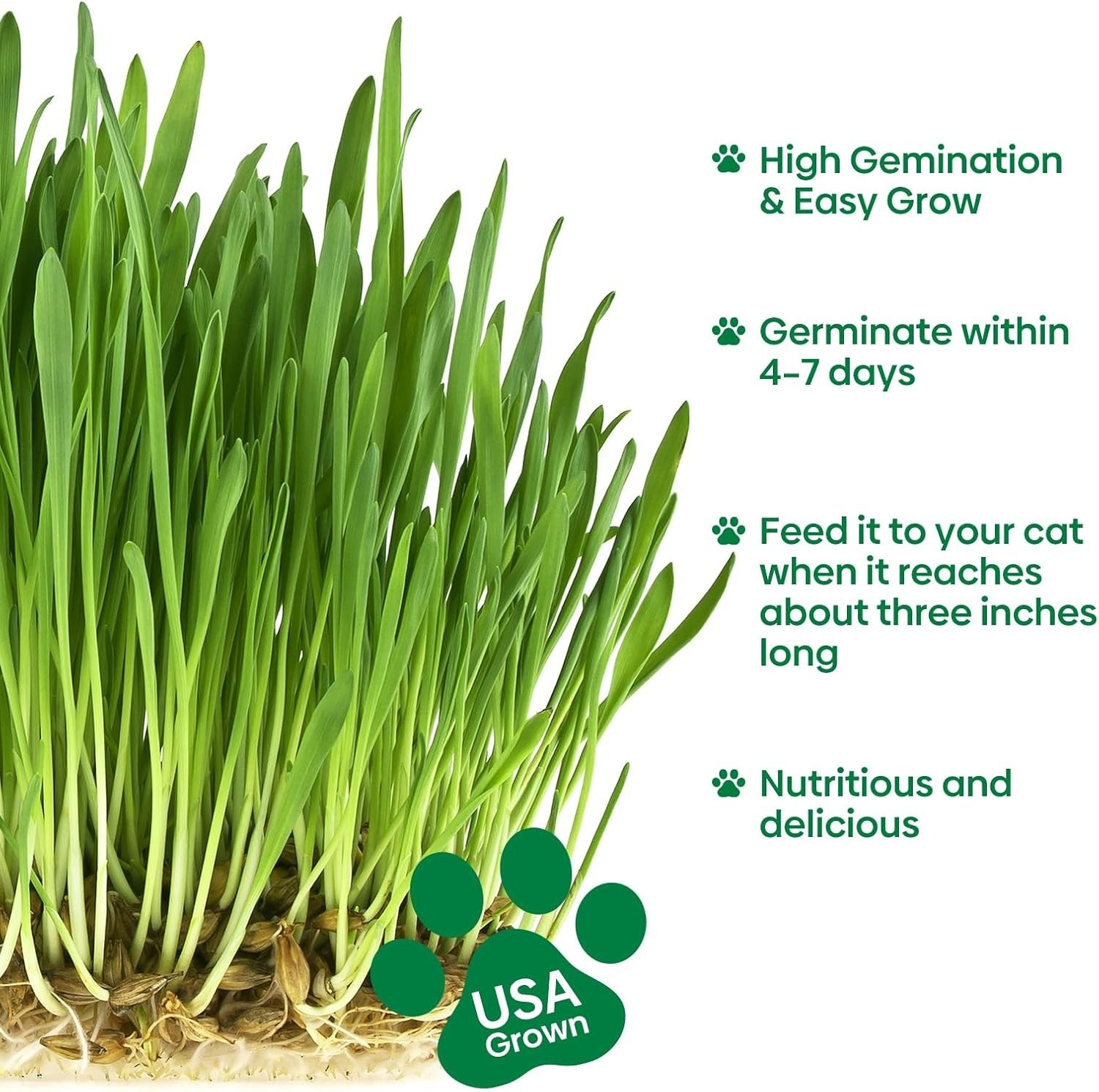 Cat Grass Seeds, 4 Oz, Non-GMO Wheat Cat Grass Seeeds & Oat Seeds Mix, High G…