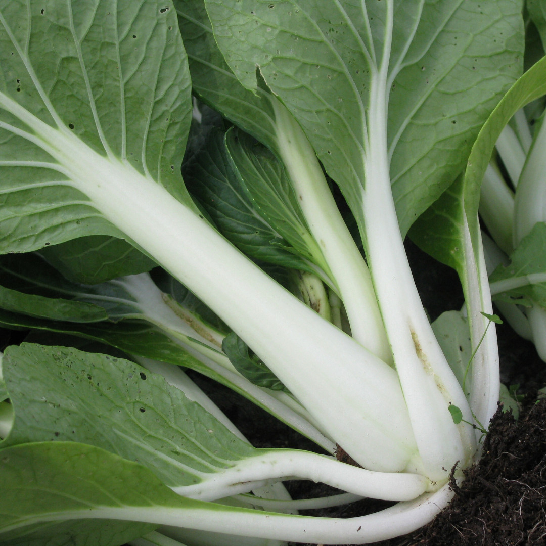 Fresh Tall White Stem Pak Choi Seeds | Heirloom Non-GMO | Asian Vegetable Seeds