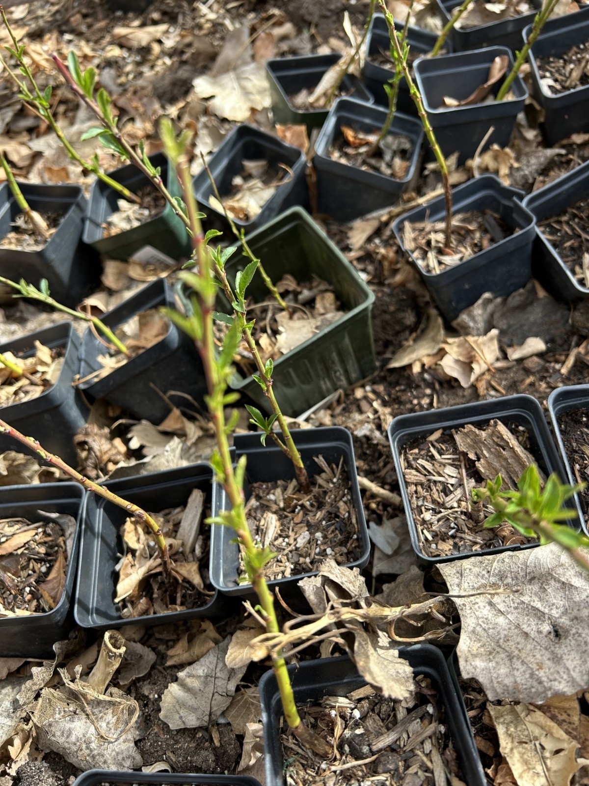 Peach trees back green so early! the White Lady Peach Tree seedling