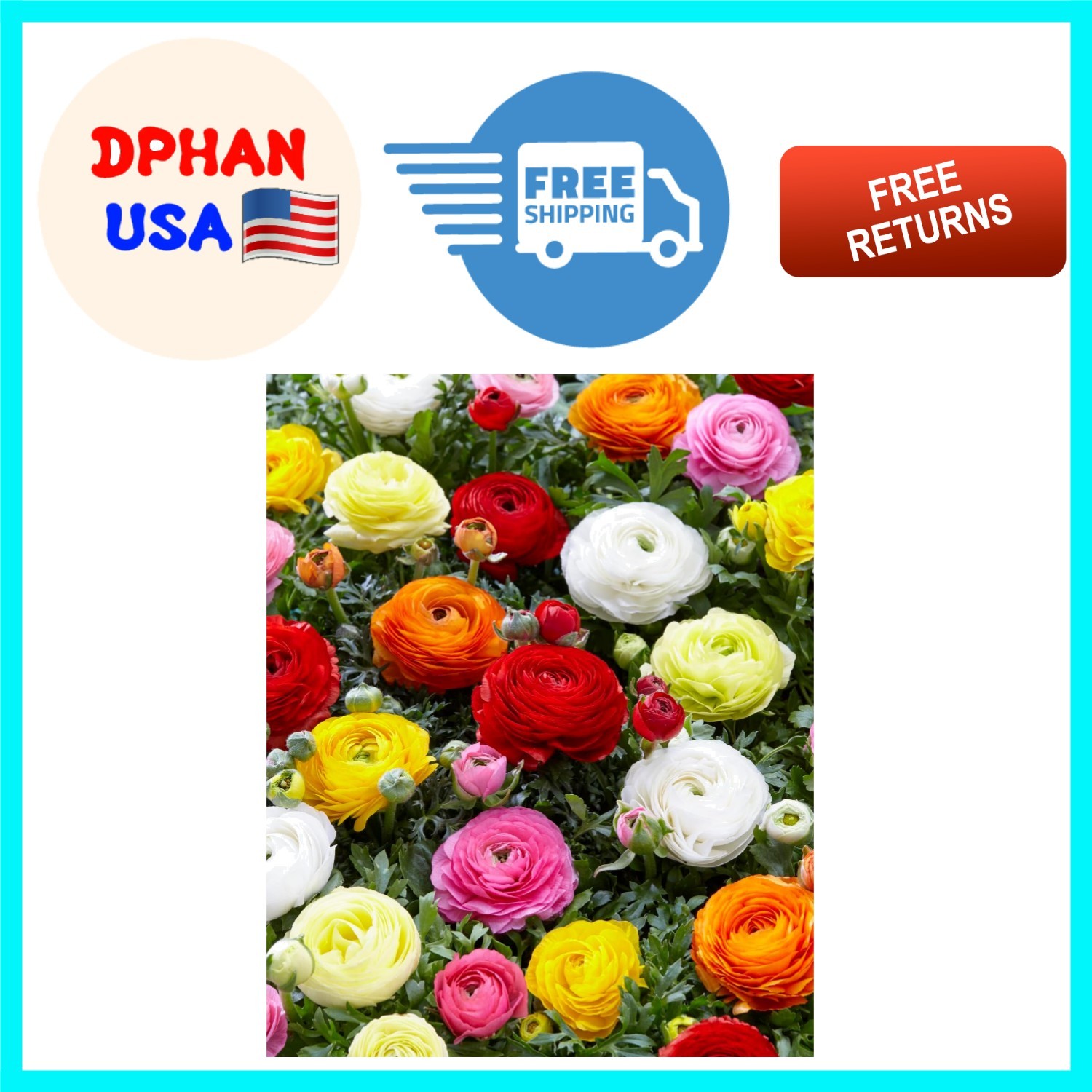 12 Peony Ranunculus Corms – Multi-Color Blooms for Beautiful Bouquets
