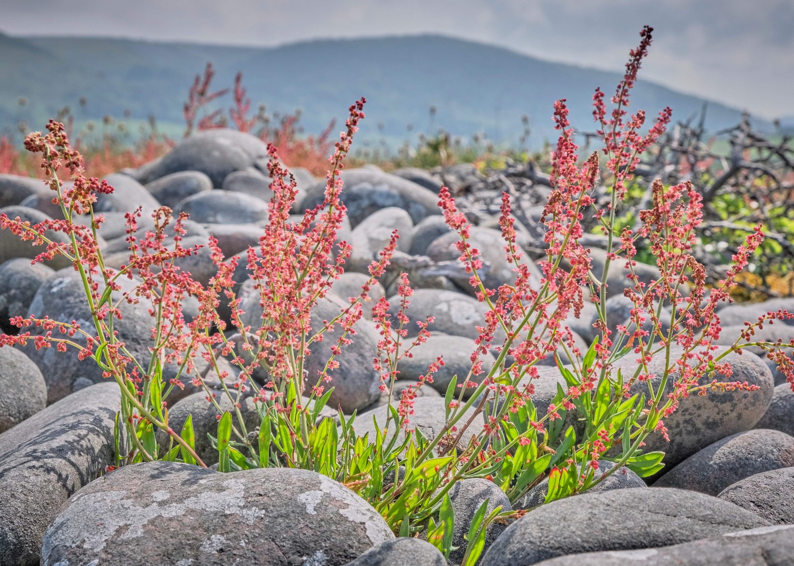 100 SHEEP SORREL Rumex Acetosella Red Field Sorrel Sour Weed Herb Flower Seeds