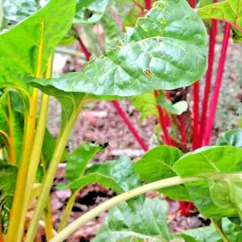 100 SWISS CHARD SPRING SALAD GARDEN VEGETABLE SEEDS HEIRLOOM MICROGREENS NON-GMO