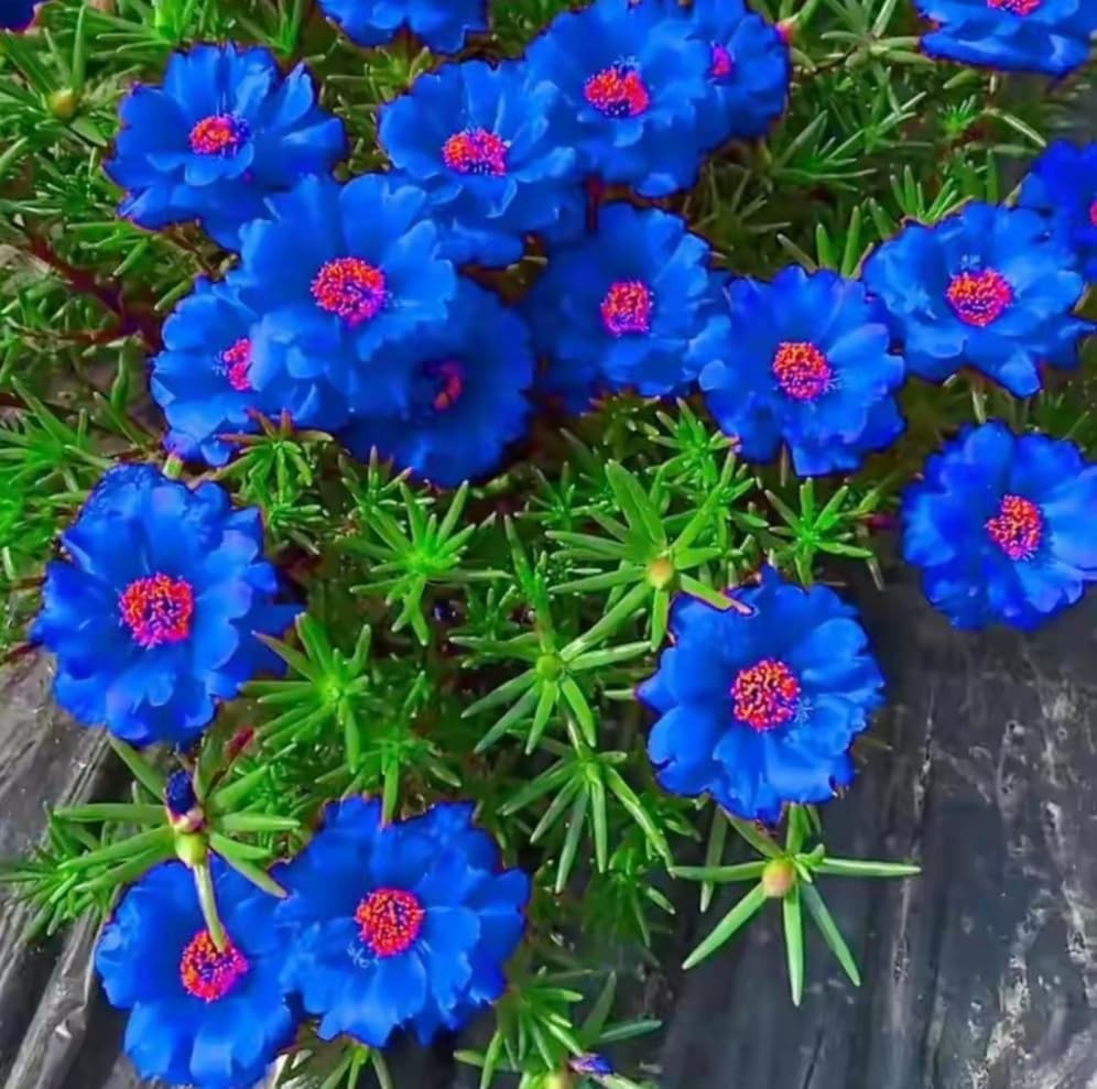 20000+ Moss Rose Flowers Seeds for Planting Outdoor-Portulaca Grandiflora Rose O