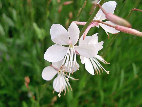Oenothera lindheimeri | Lindheimer’s Beeblossom | White Gaura | 10 Seeds