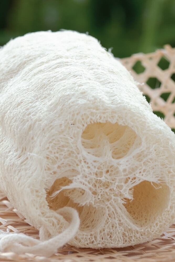 Luffa Smooth Sponge Gourd Seeds HEIRLOOM-NON-GMO, 20 Fresh Seeds for Your Garden