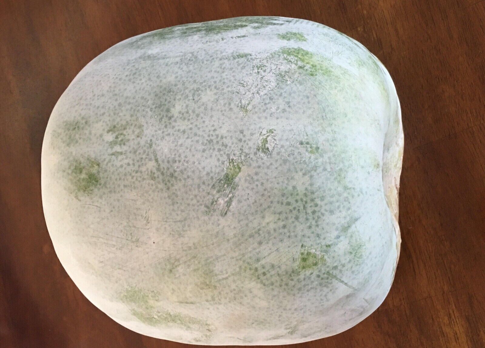 20 WAX GOURD Fuzzy Winter Melon Oblong Seeds Benincasa hispida USA FREE SHIPPING