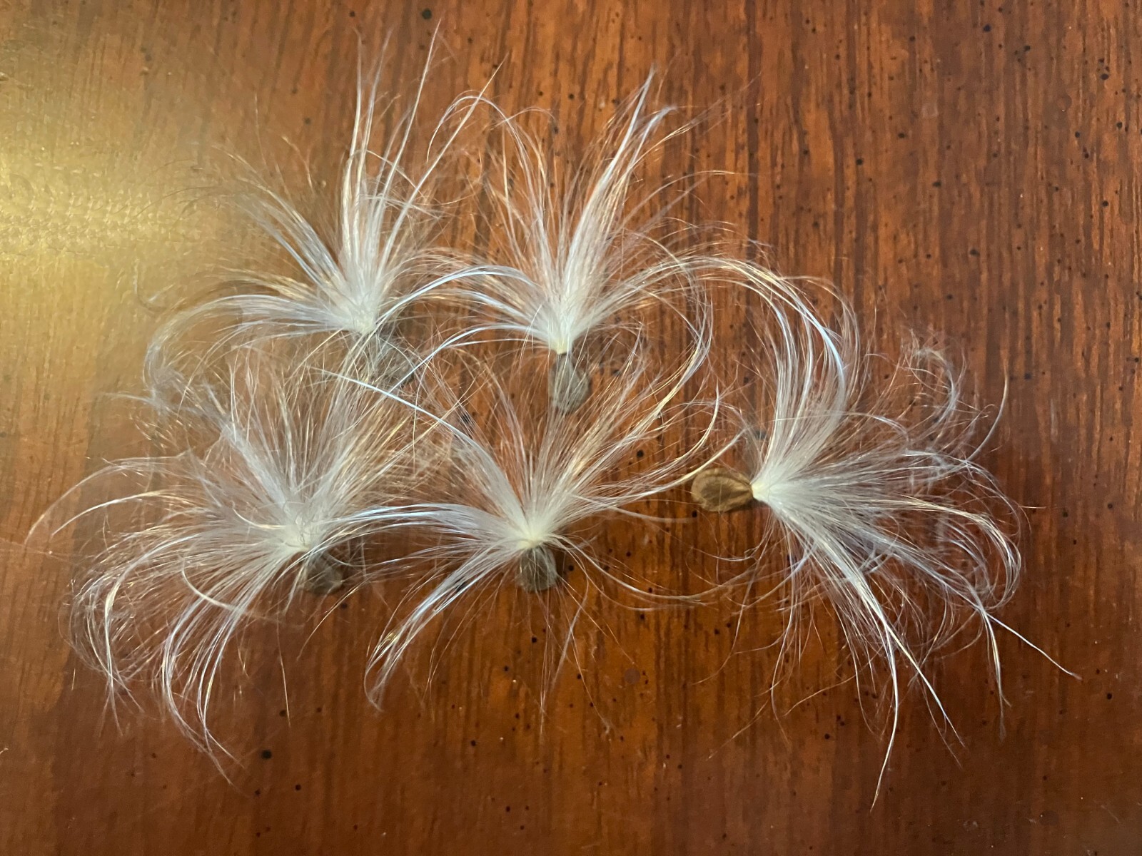 100+ Common Milkweed Seeds, Attract Monarch Butterflies*